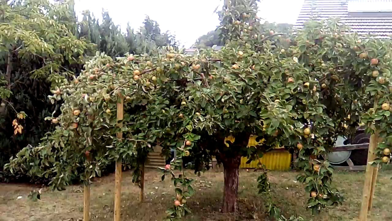 Streuobstgarten Reimar Winges kurz vor der Apfelernte
