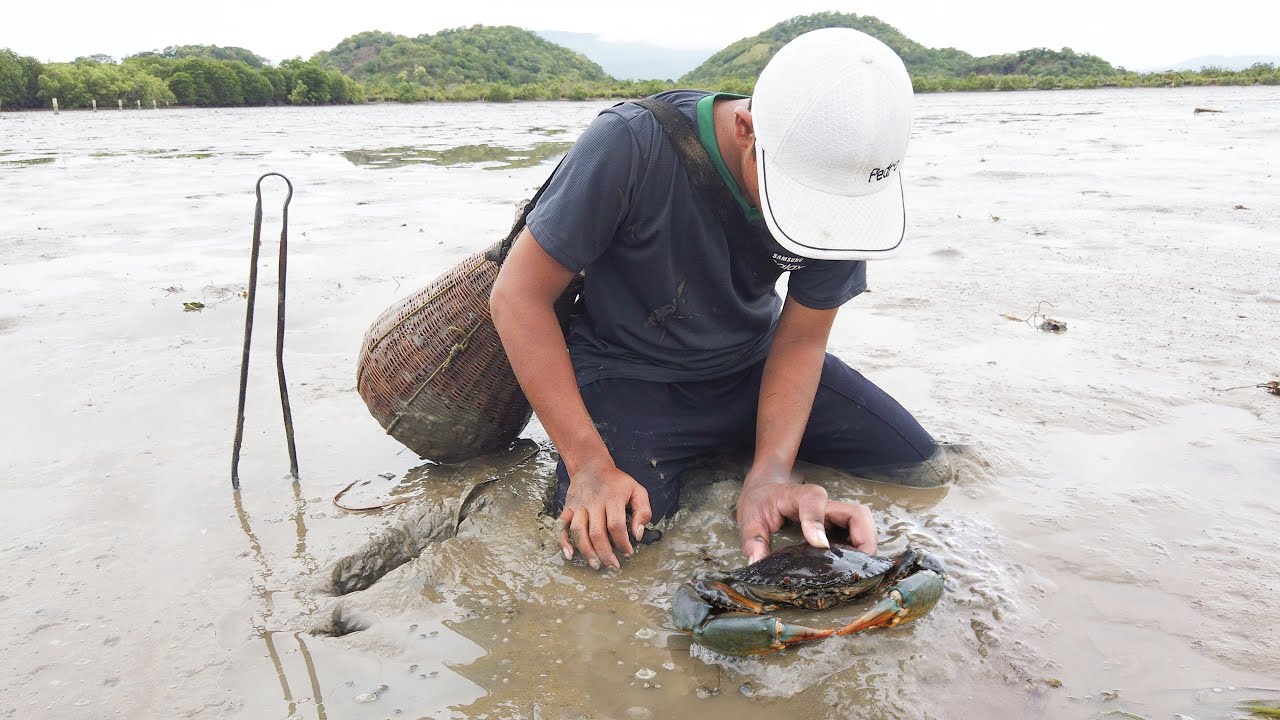 Catching Giant Mud Crabs In Sea After Low Tide | Caught A Lot Of Huge Mud Crabs