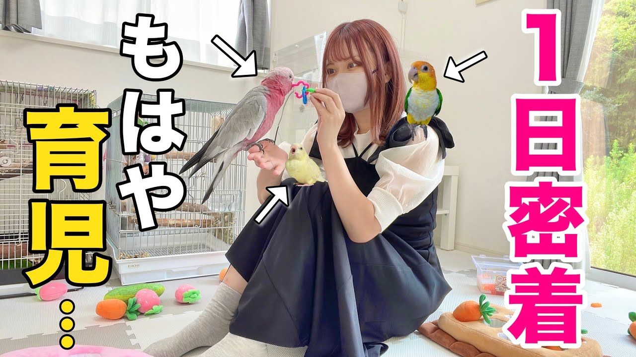 【完全密着】インコ2羽&オウム1羽と暮らす主婦の1日に密着したら大忙しだったw