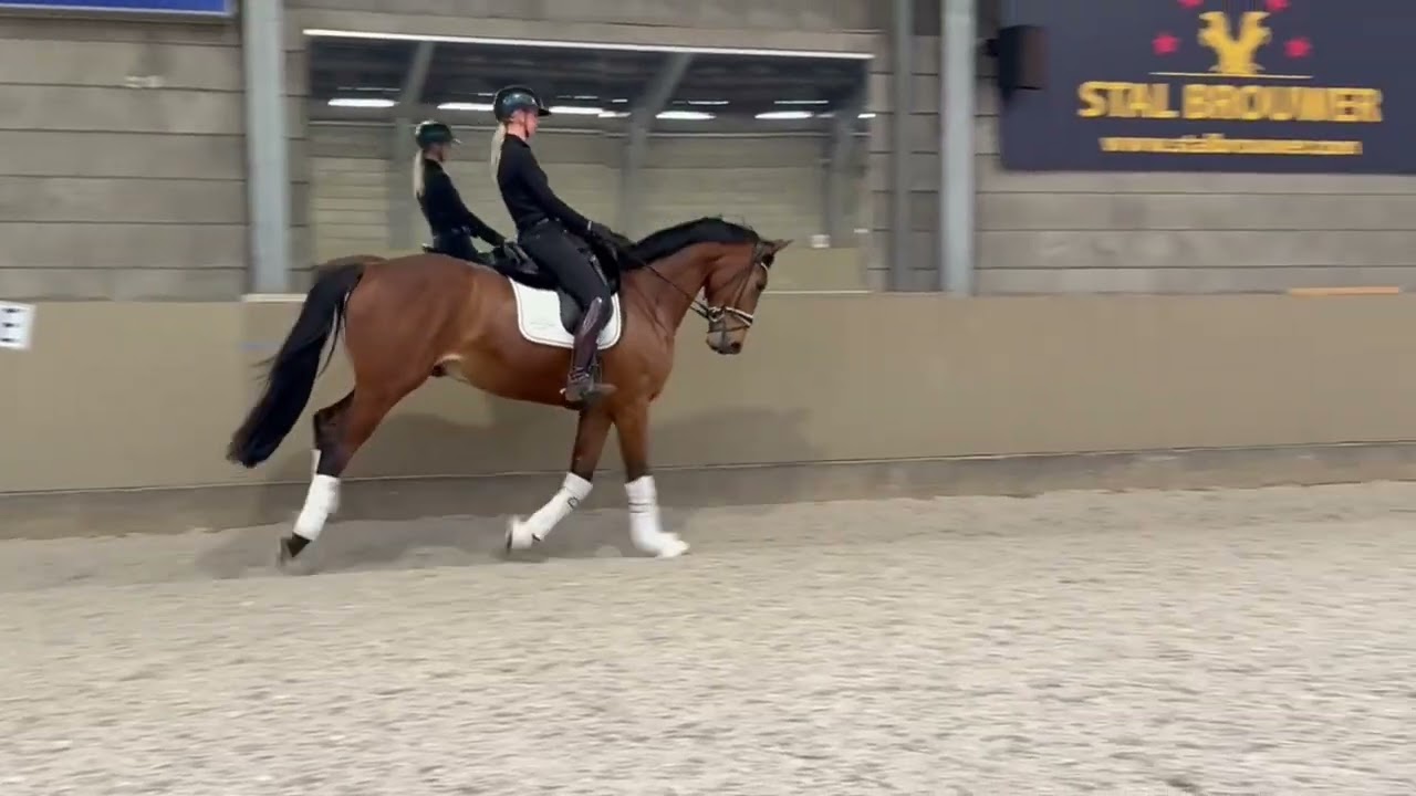 FOR SALE Lets Dance (vivaldi) x Glamourdale, gelding, 1.72m, 2022 