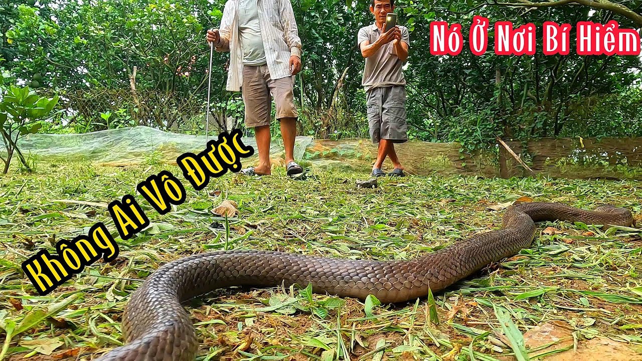 Quá Nguy Hiểm Con Rắn Độc Nầy Quấy Rối Người Đi Đường Liên Tục | Mười Thương Săn Bắt