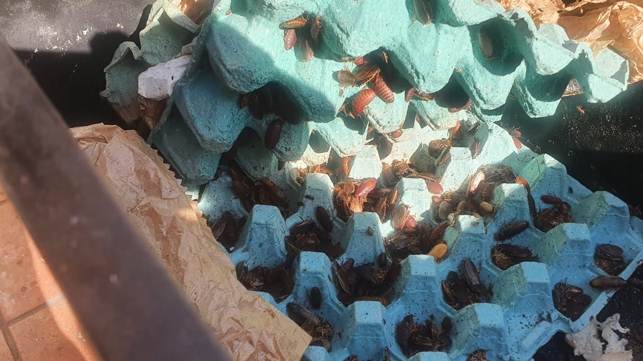 Como criar baratinhas para pescaria de til&aacute;pia e lambari.