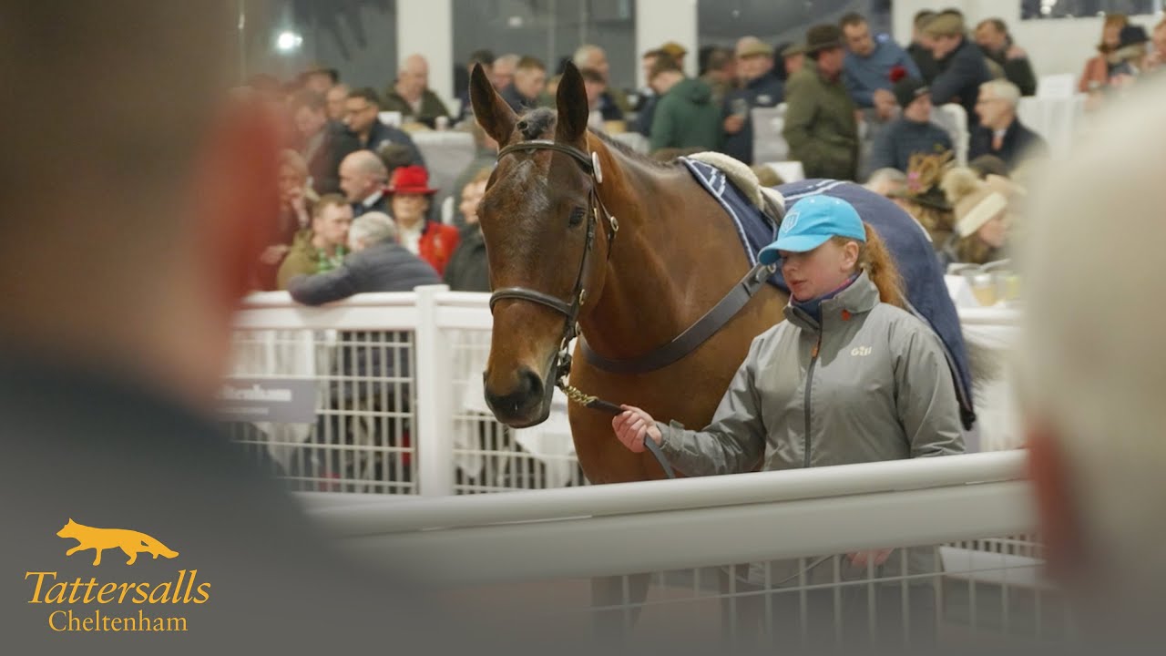 Tattersalls Cheltenham December Sale 2025 Review