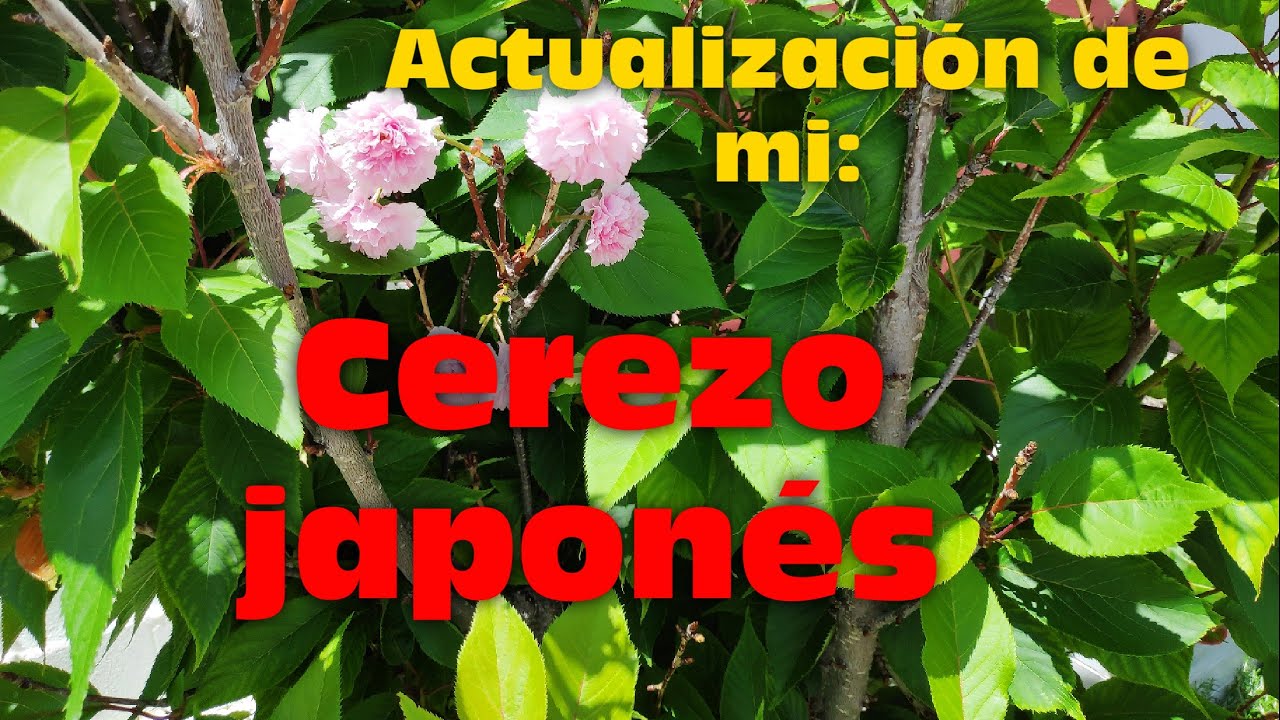 CUIDADOS DEL CEREZO JAPONES.(PRUNUS SERRULATA). VARIEDAD KANZAN. ACTUALIZACIÓN DE MI ÁRBOL.