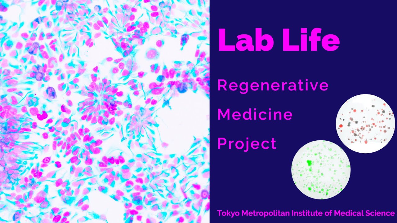 Lab Life in Regenerative Medicine Project at Tokyo Metropolitan Institute of Medical Science (TMiMS)