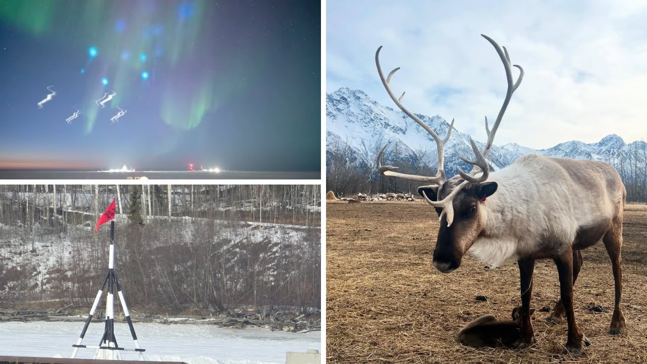 AROUND ALASKA: NASA Launches, Ice Thickness, and Baby Reindeer!
