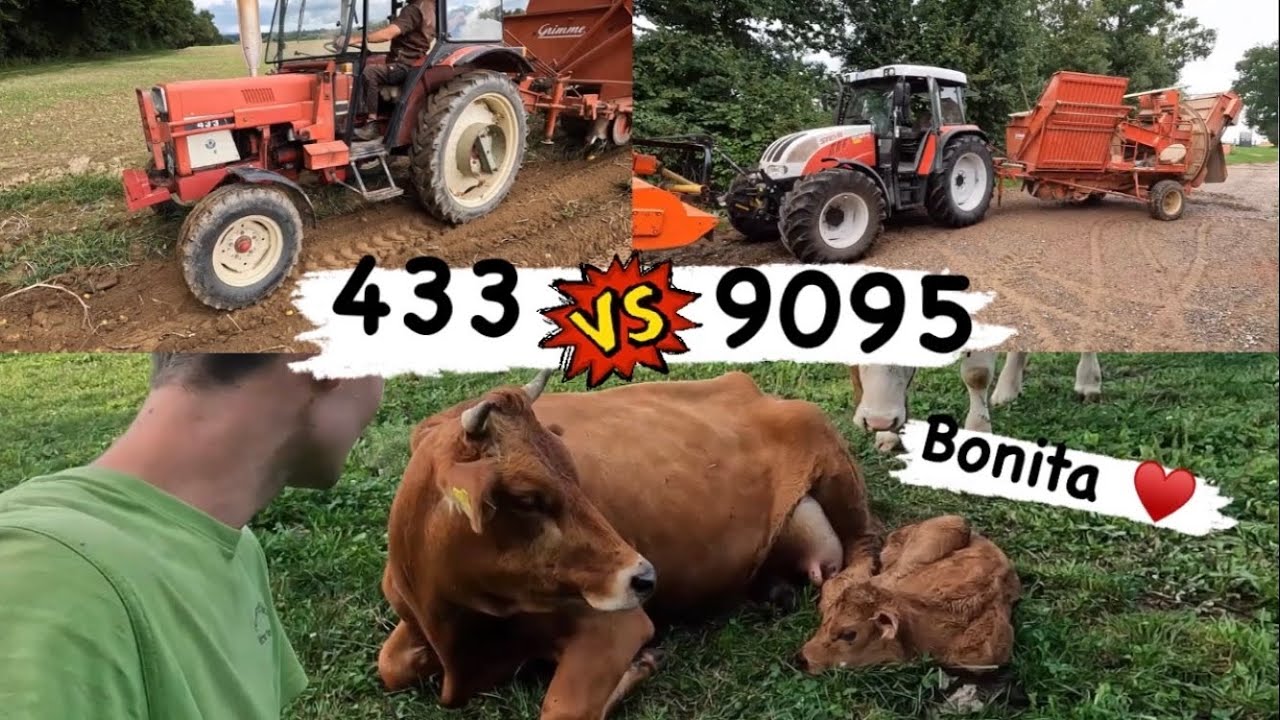 Kälbchen&Kartoffeln | IHC 433 | Grimme Europa Standart