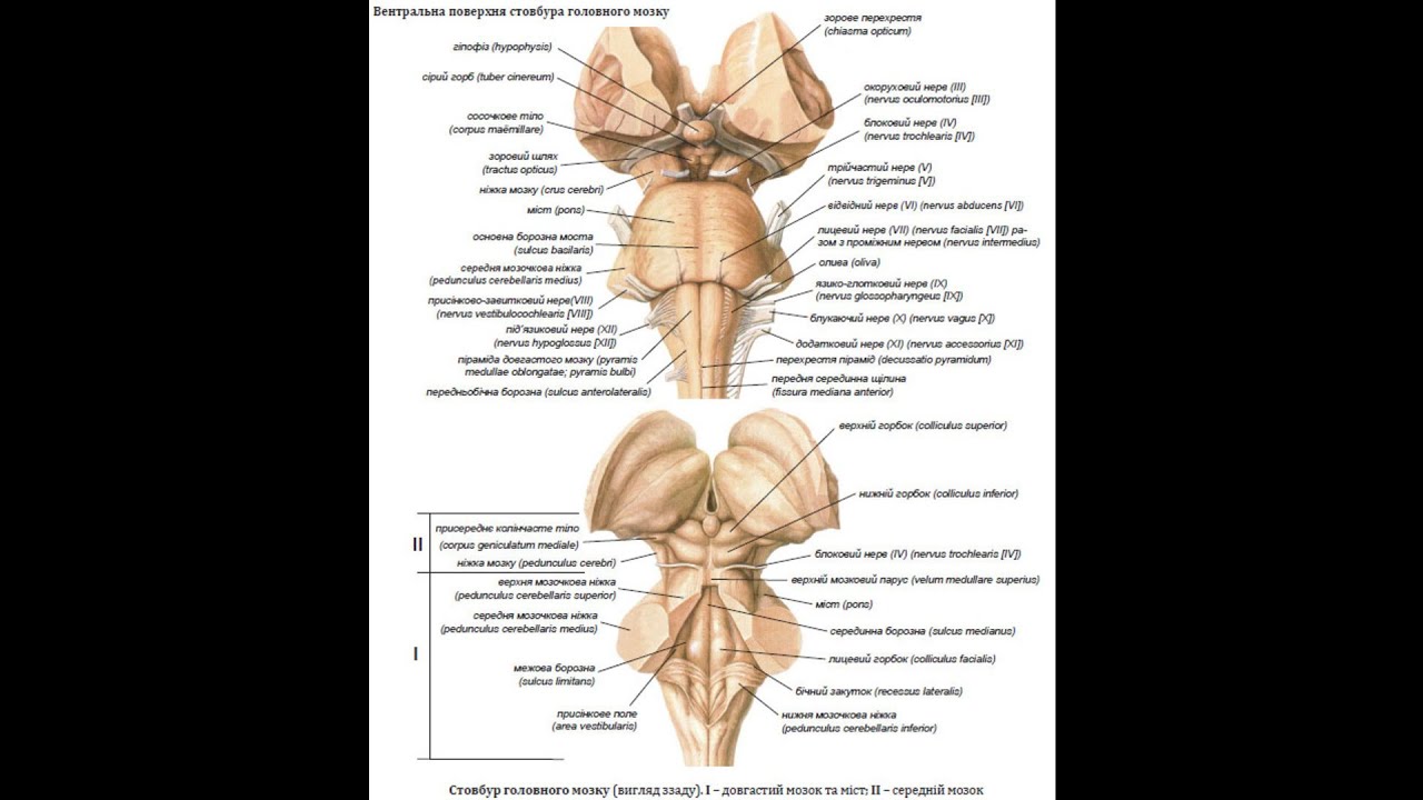 213.  Ромбоподібний мозок, довгастий мозок - AnatomUa - AUDIO