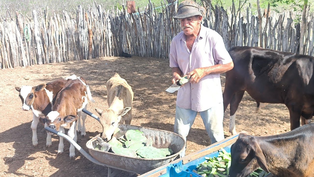 JOÃO DO Ó CORTANDO PALMA PARA BEZERRADA ENCONTRANDO HISTÓRIAS SOLEDADE PARAÍBA