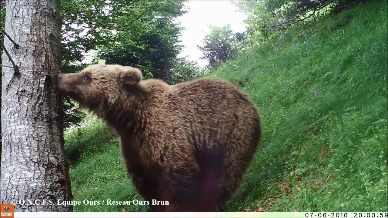Vidéos et photos automatiques d'ours brun, juillet 2016 - Equipe Ours ONCFS