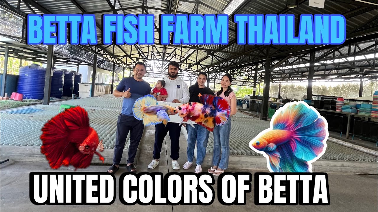 Betta Fish Farming in thailand