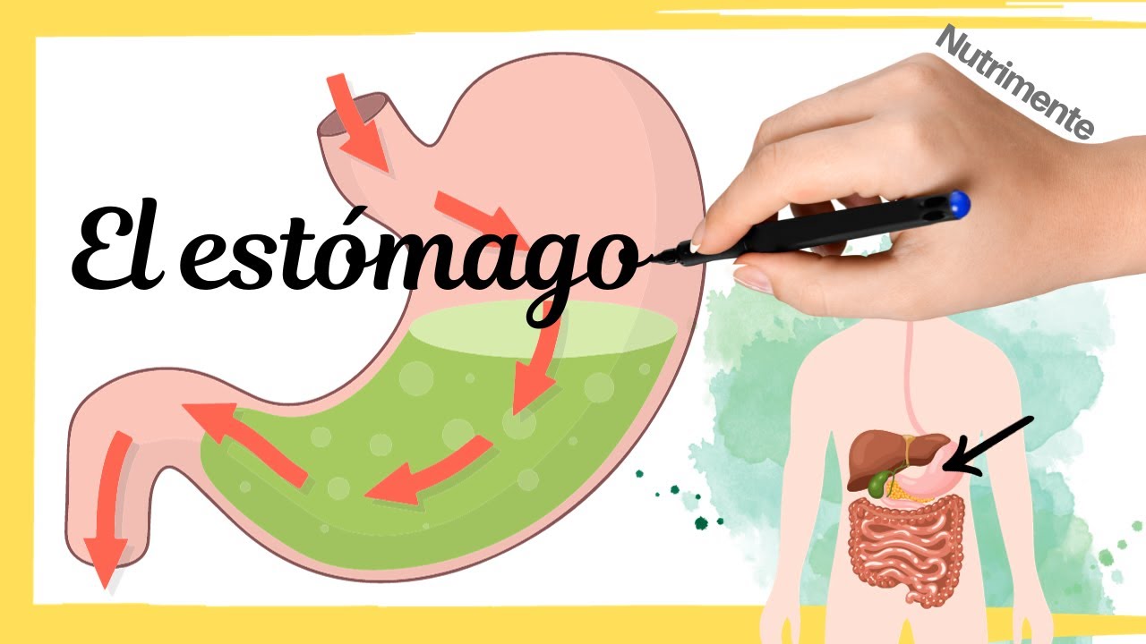 El ESTÓMAGO [Almacenamiento y Licuación del Alimento] - Sistema Digestivo