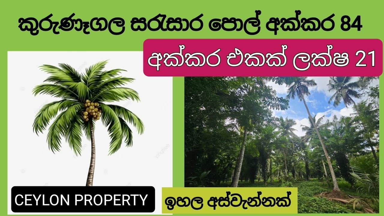 NO,,1043 # කුරුණෑගල අක්කර 84 ක සරැසාර පොල් ඉඩම විකිණීමට ,අක්කර එකක් ලක්ෂ 21 බැගින් ,සින්නක්කර ඔප්පු 