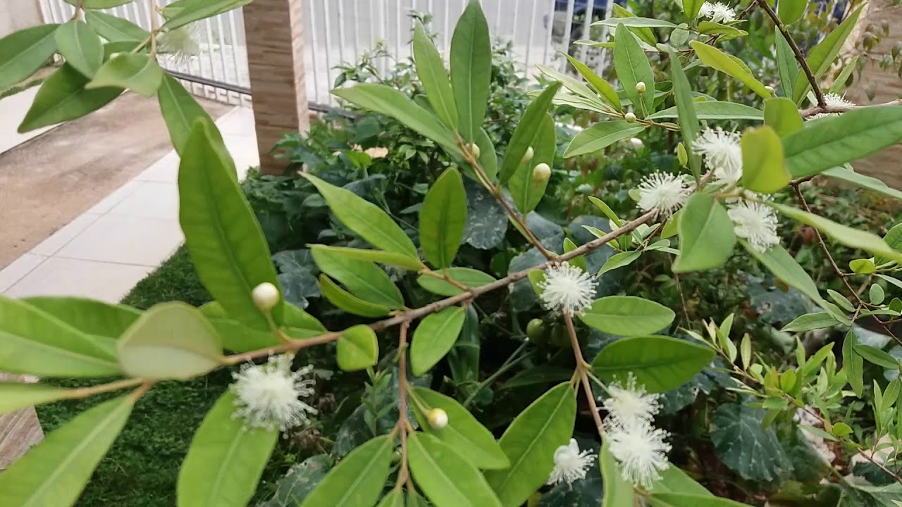 Cultivo de frutíferas em vaso: Uvaia do campo, uvaia doce (Eugenia lutescens) floração espetacular.