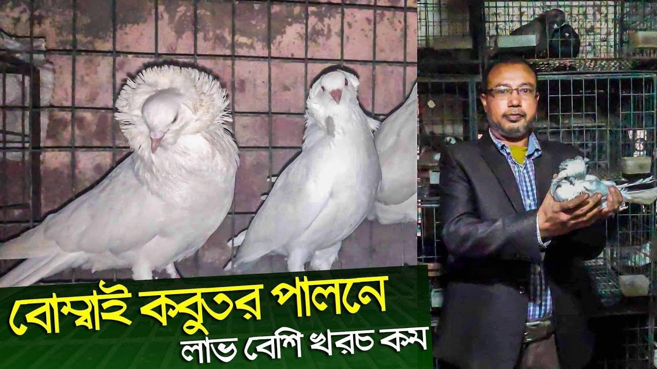 ১০ লক্ষ টাকার ক্ষতি ফেন্সি কবুতর পালনে কিভাবে কবুতর পালন করলে লাভবান হবেন দেখুন বিস্তারিত