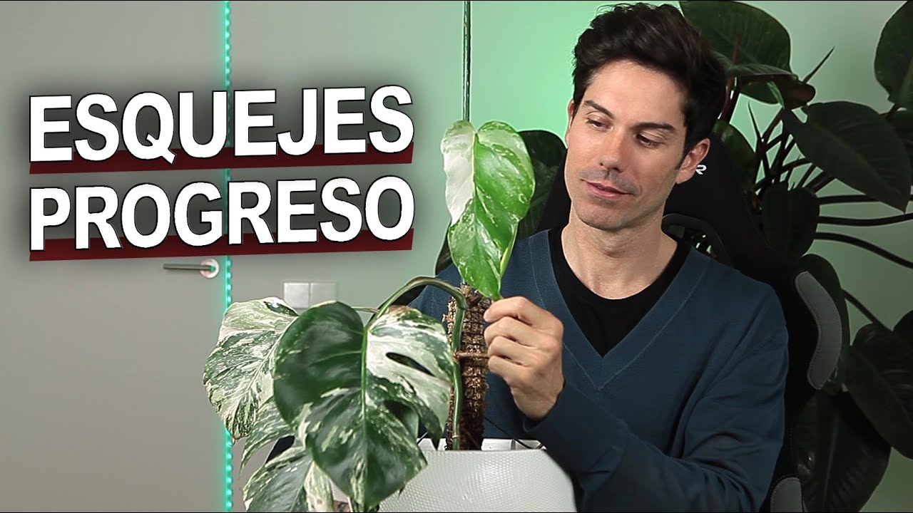 Monstera Variegada, esquejes en progreso después de 3 meses. Hay señales de vida 😊