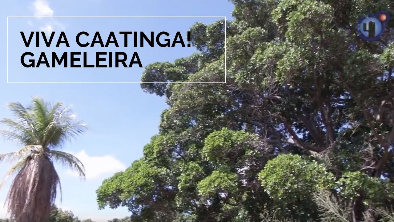 Viva Caatinga! Gameleira