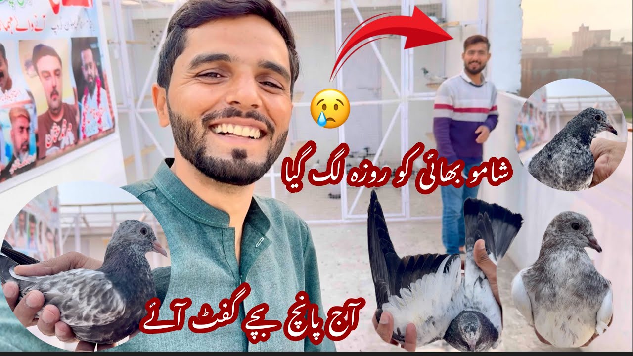 Parwazi chat