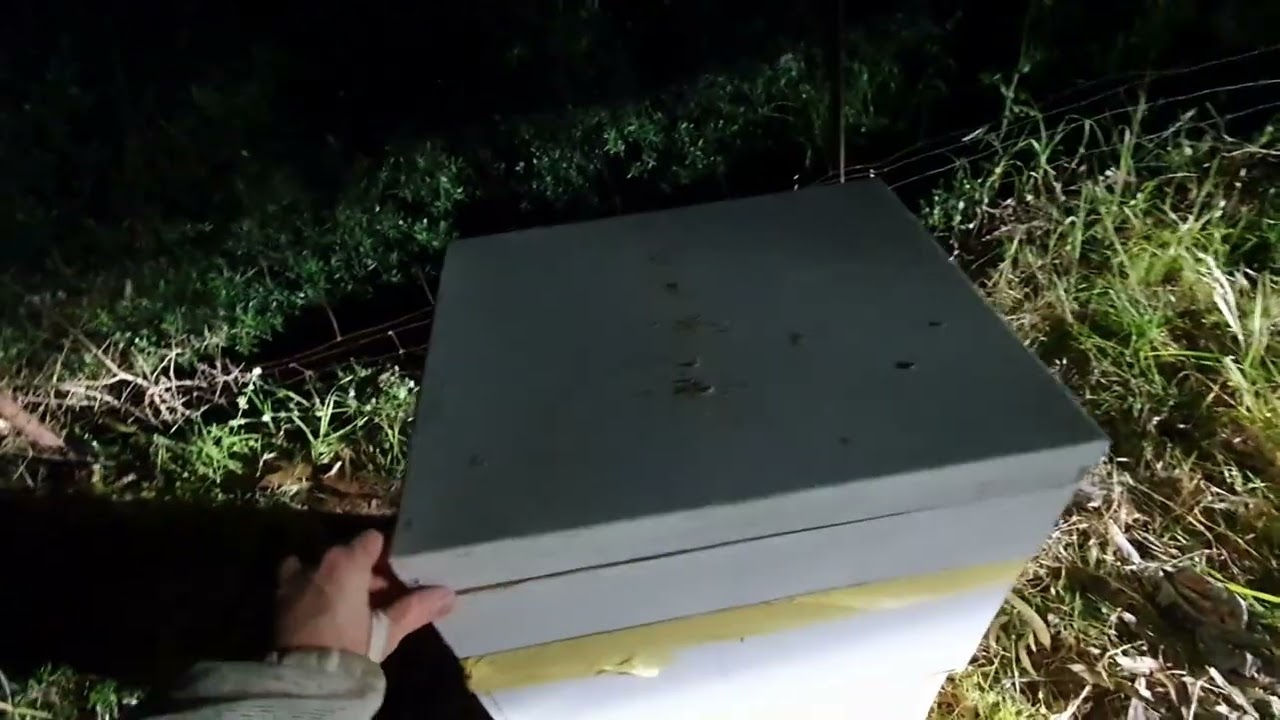 Euthanizing an angry bee colony