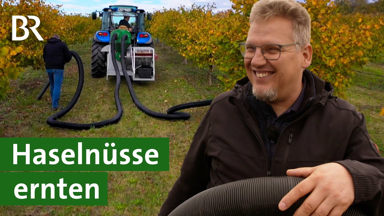 Besondere Kultur: Wie funktioniert der Haselnussanbau in Unterfranken? | Nüsse | Unser Land | BR
