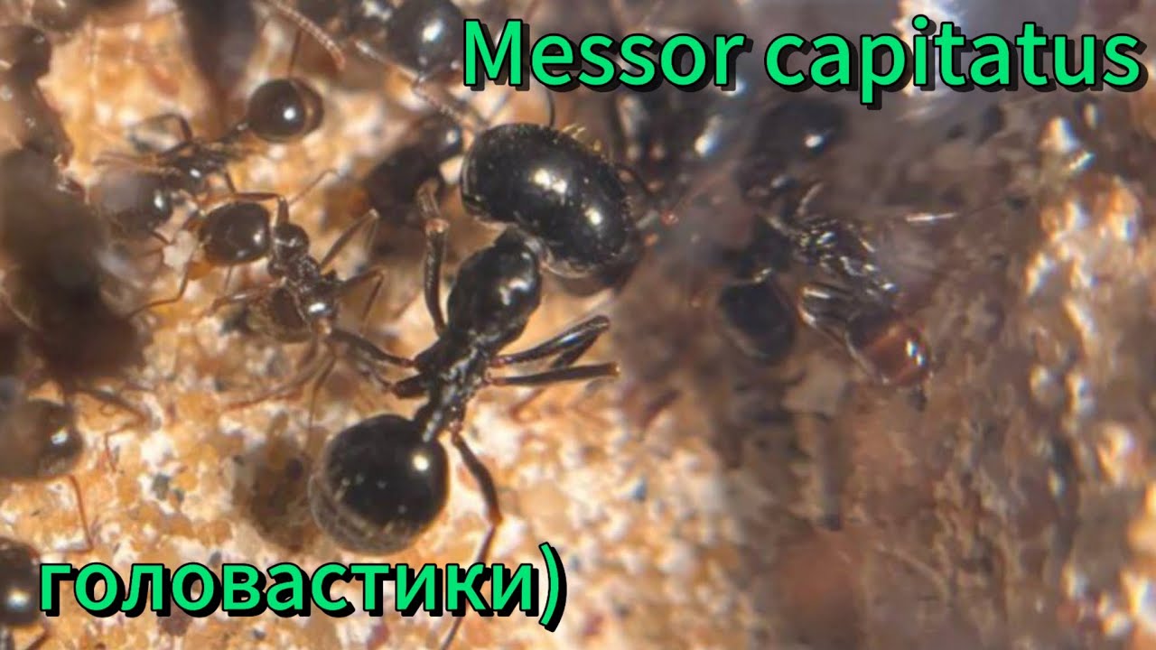 Кратко и ясно расскажу о жнецах Messor capitatus)!