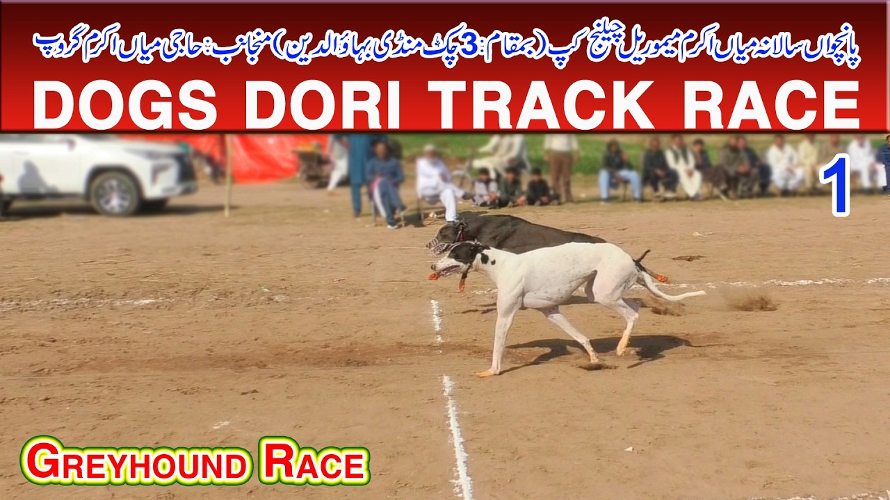 Dori Track  Dog Race | Mian Akram (M) Cup Mandi bahauddin | Round # 1 |05-02-2026 | ‎#dog #pets