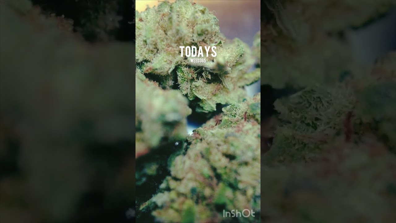 🌱Welcome to 