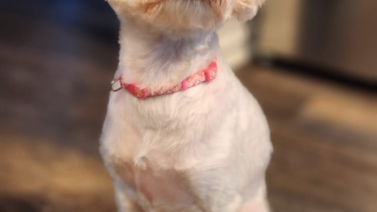 Dog after Christmas