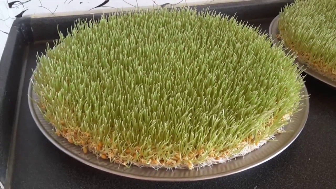 سمنک طرز کاشتن سمنک و مواظبت ❤tarze mawazebati samanak