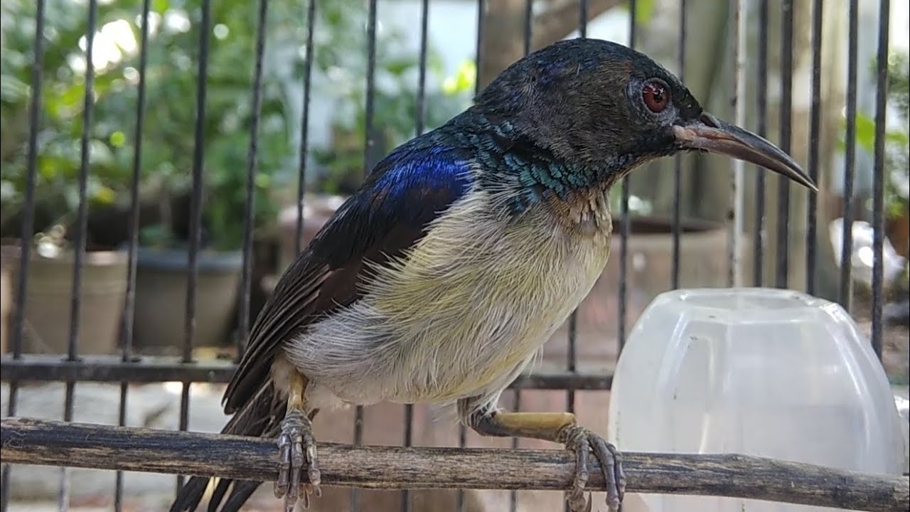 Burung KOLIBRI MANGGAR OVER BIRAHI