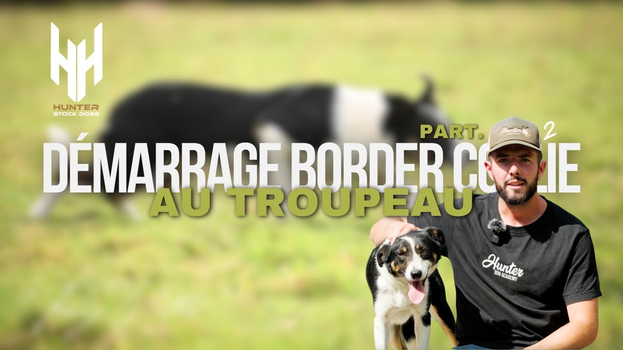 DÉMARRAGE BORDER COLLIE AU TROUPEAU PART.2 | Hunter Stock Dogs