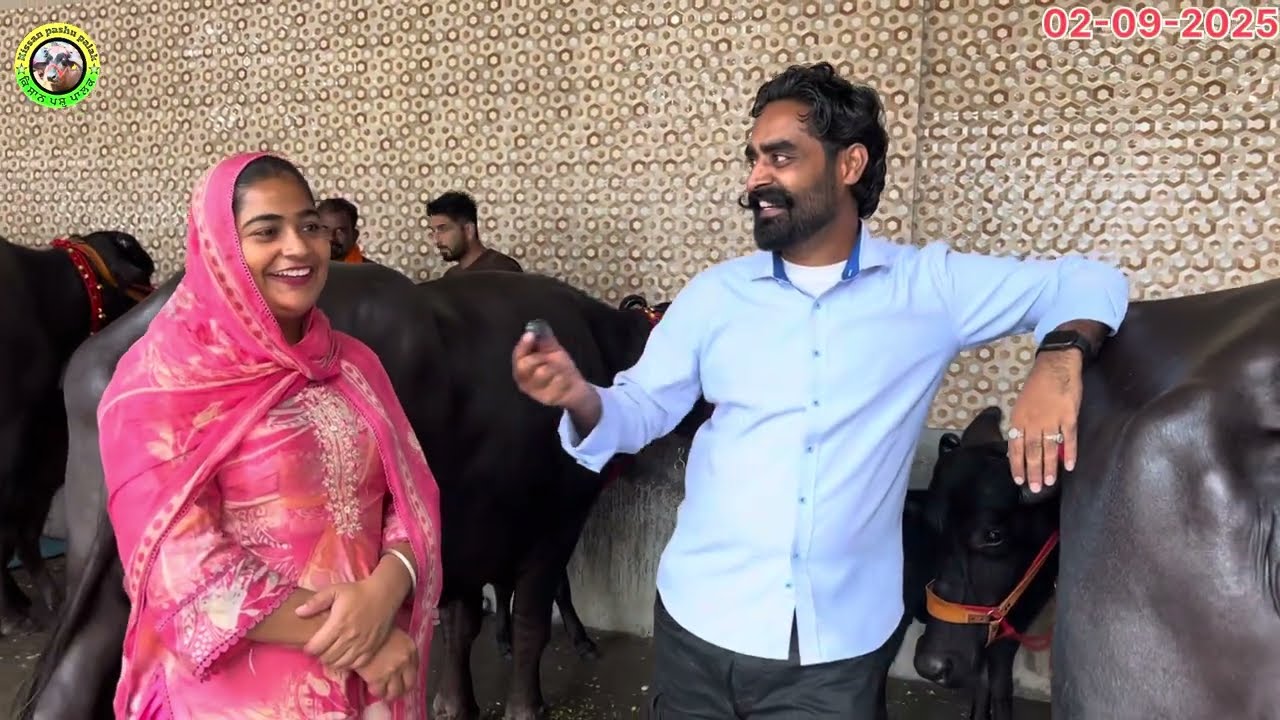 ਚਰਨ ਸਿੰਘ ਡੇਅਰੀ ਫਾਰਮ ਤੇ 8 ਤਿਆਰ ਦੁੱਧ ਦੀਆਂ ਝੋਟੀਆਂ ਵਿਕਾਊ!! ਸੂਆ ਪਹਿਲਾ ਦੂਸਰਾ!!