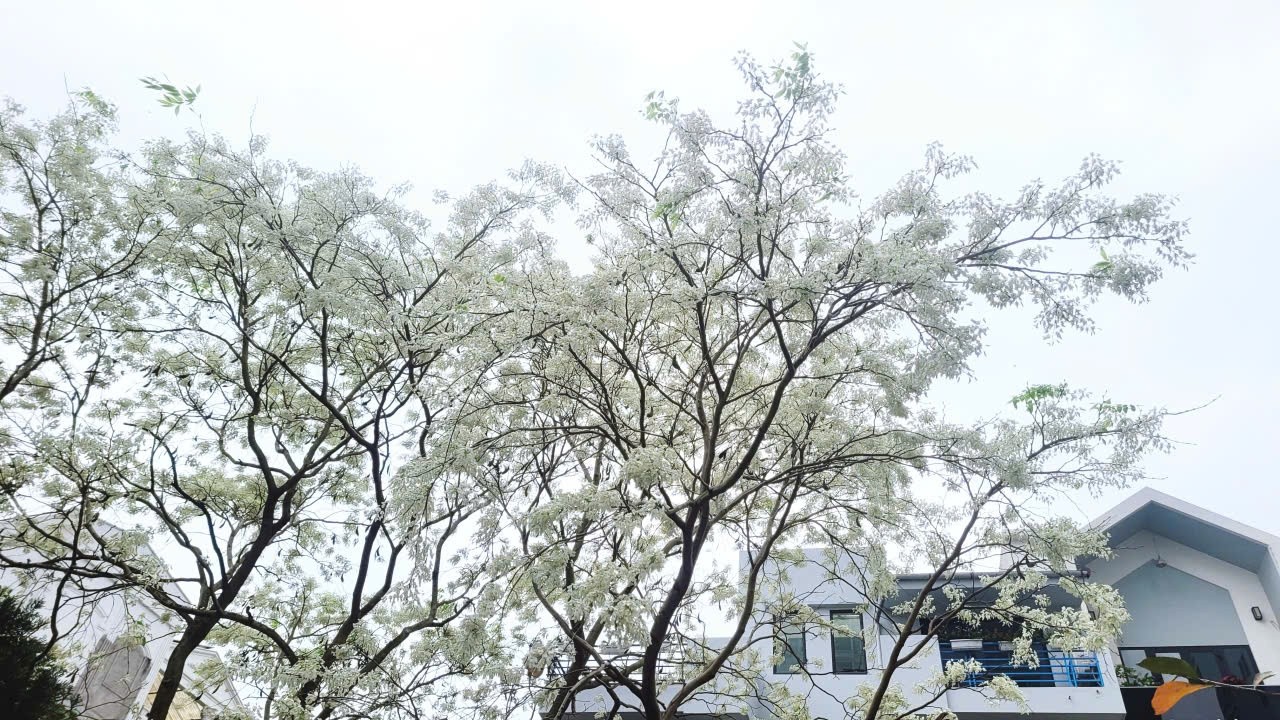 8/3/2026: Ngày nắng có hồng?