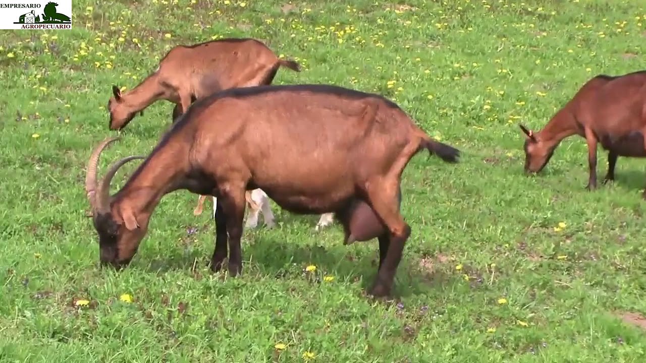 CABRAS RAZA ALPINA
