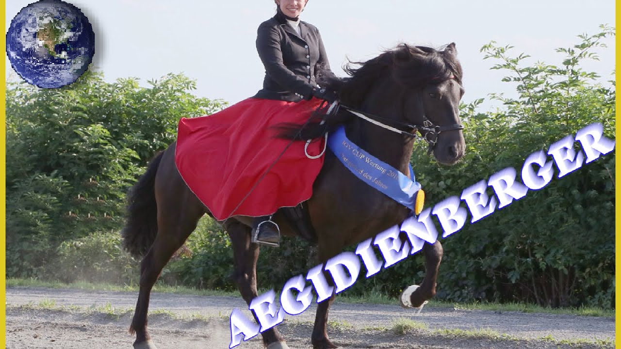 TOP Beautiful Aegidienberger Horse in the World!