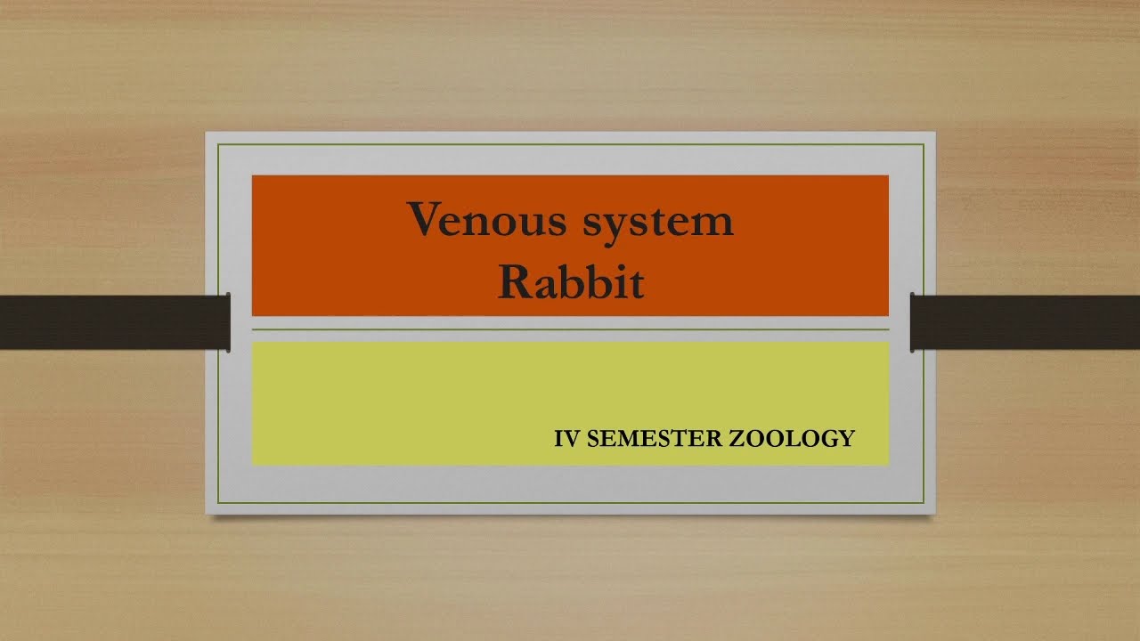 Venous system of  Rabbit
