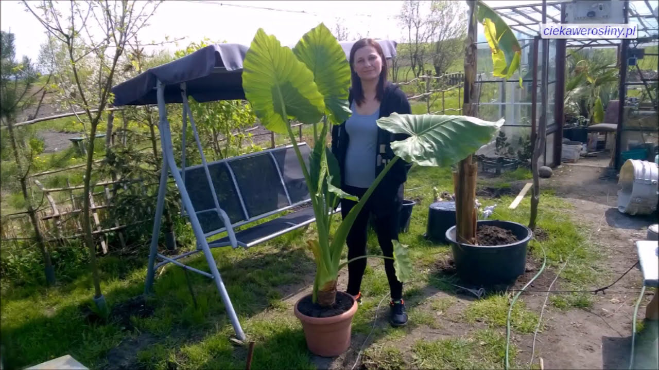 #326 Alocasia, alokazja x calidora,ucho słonia, uprawa,pielęgnacja od 2014r