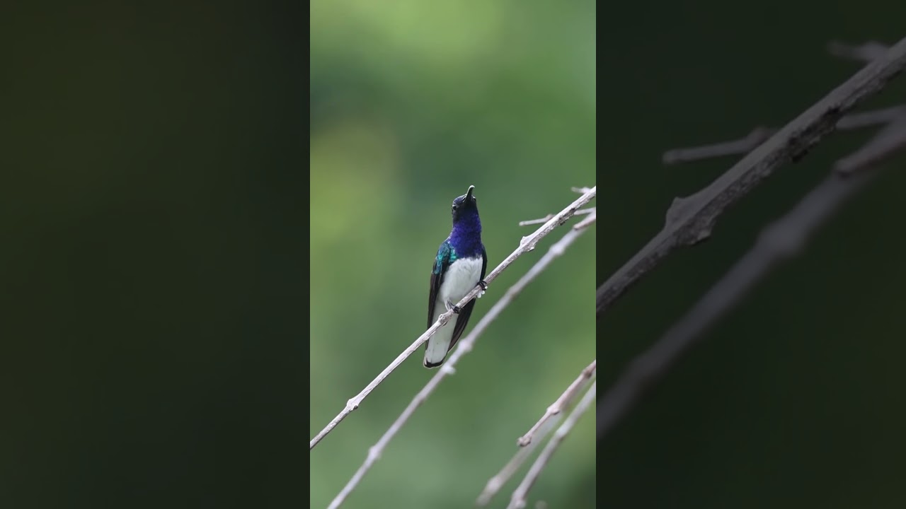 Hummingbird in Colombia!!!!!!! #birds #naturephotography #sigmalens