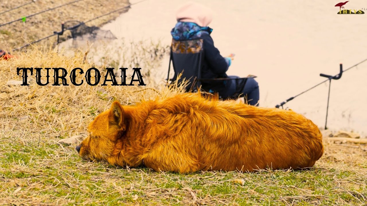 Pescuit la Dunăre la Turcoaia. Bubuială la morunaș
