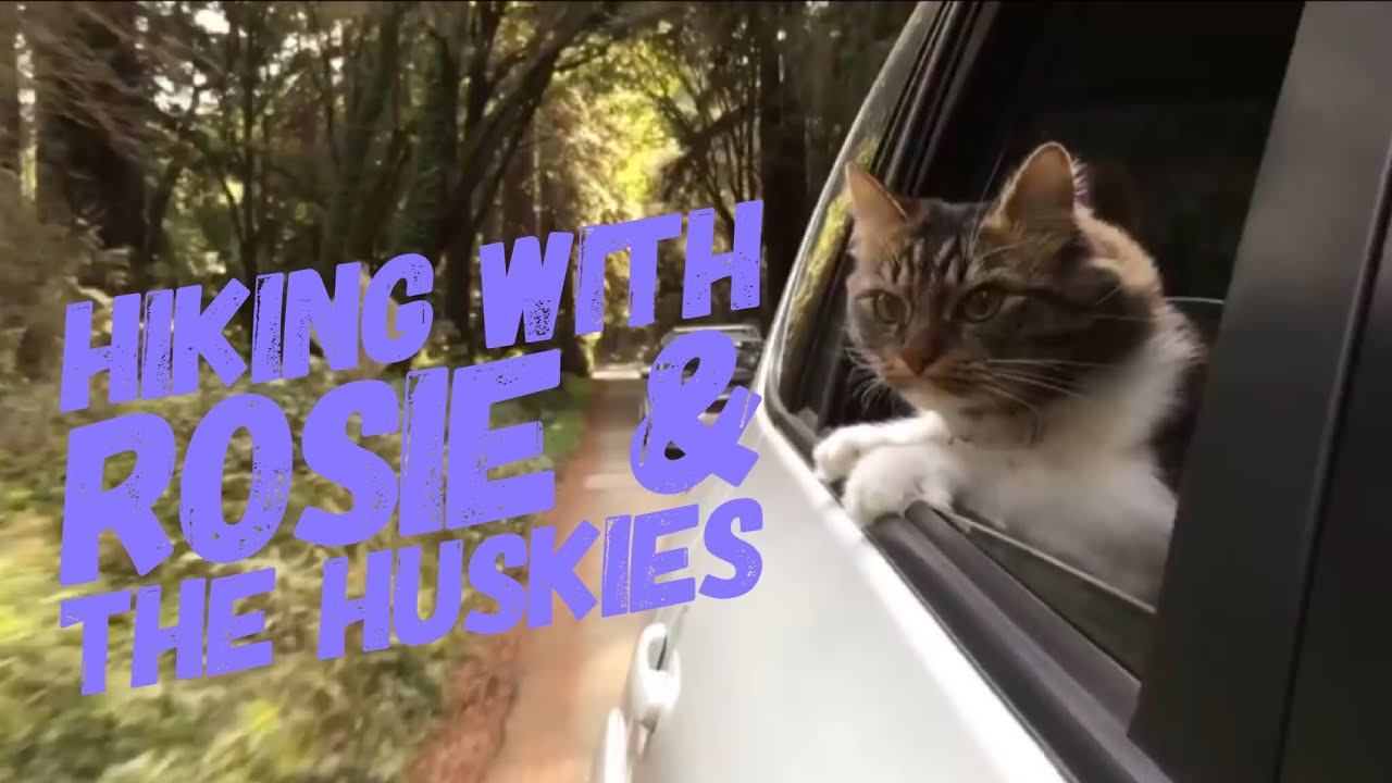 Rosie and the Huskies Go Hiking!