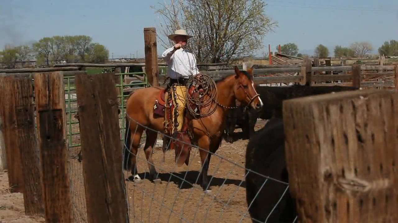 Vaquero, Californio, Buckaroo, Ranch Roping, Hackamore Horse Calf Branding 2