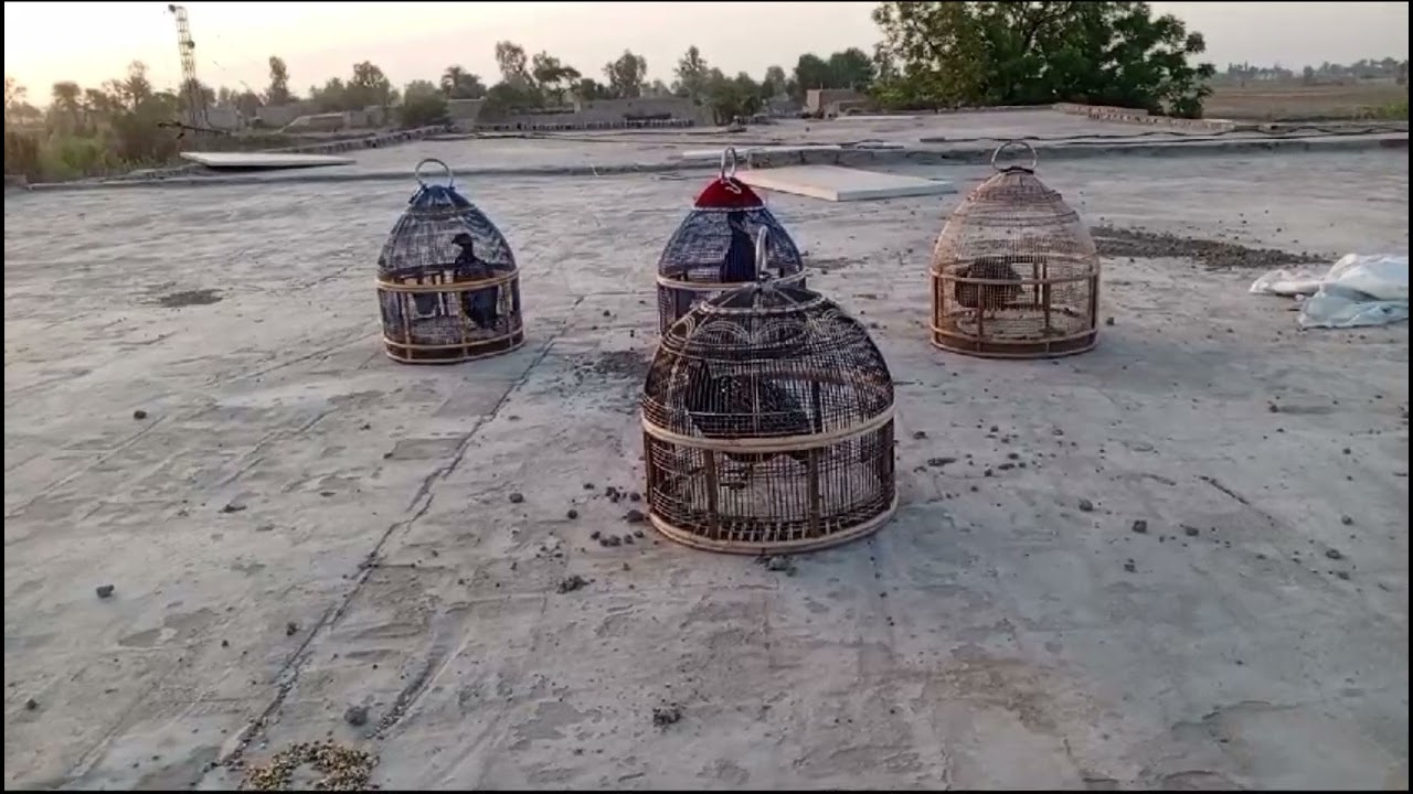 کالے تتر کی بلائی کی ویڈیو Zəng video qara qırqovul
