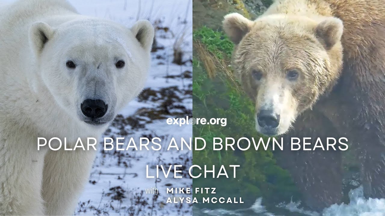 (Not So?) Distant Cousins - Polar Bears and Brown Bears | Tundra Connections