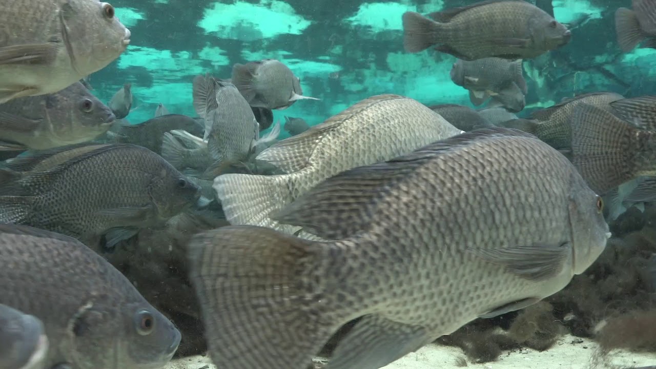 Springs Field Guide - Blue tilapia