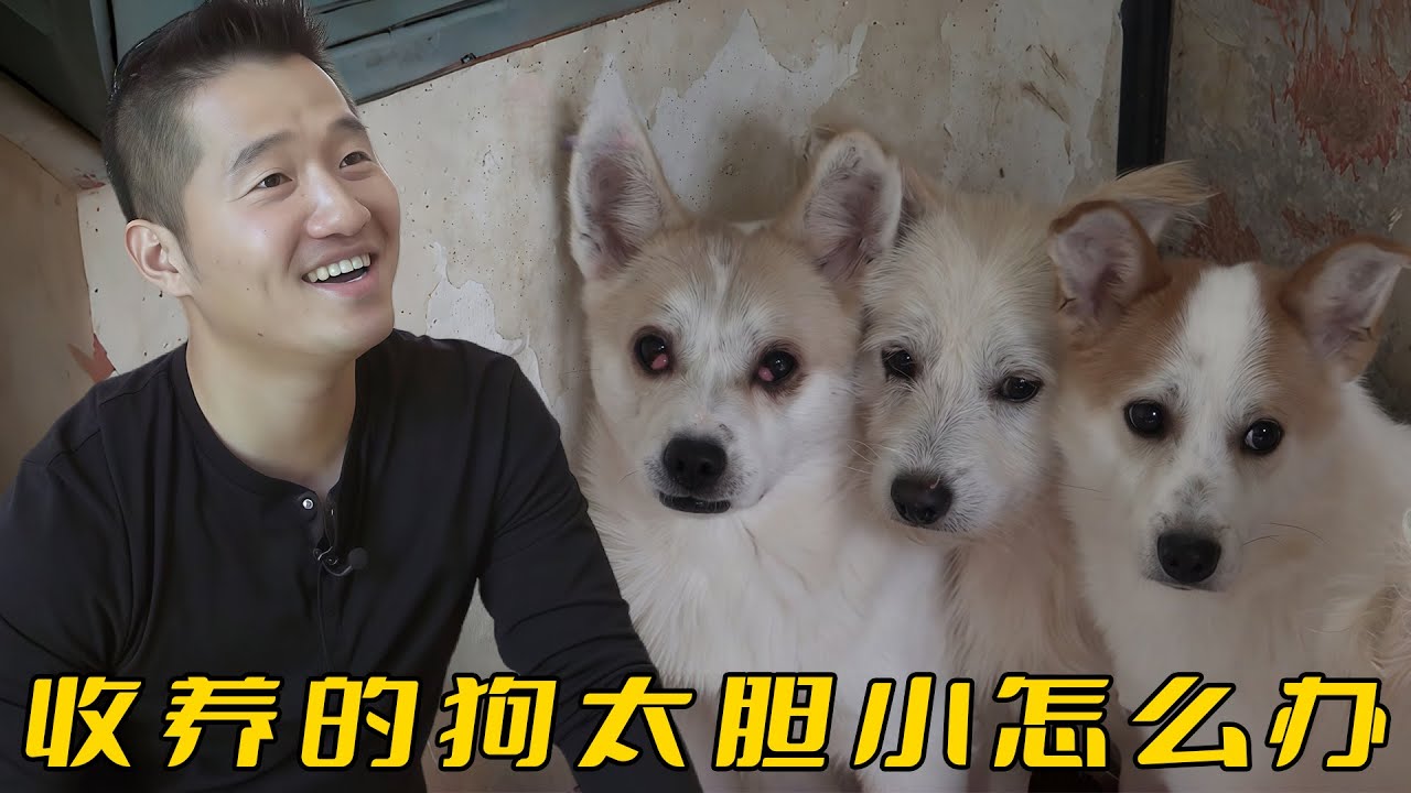 流浪狗被收養一年依然害怕人類，訓犬師卻説不能太溫柔，需要外力刺激一下