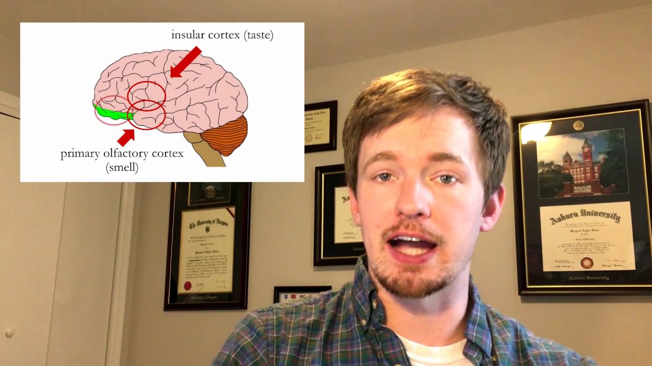 what's the difference between taste and flavor? - ok science