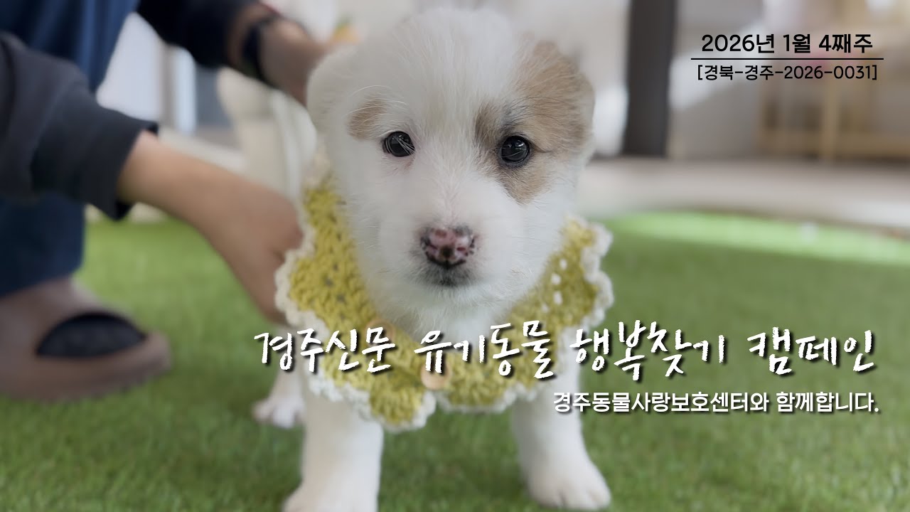 🐾 엄청 순한 얼룩이 강아지… 밥은 순삭🍖 사람한테는 애교 폭발💥 [경주신문 유기동물 행복찾기 캠페인 | 경북-경주-2026-0031]