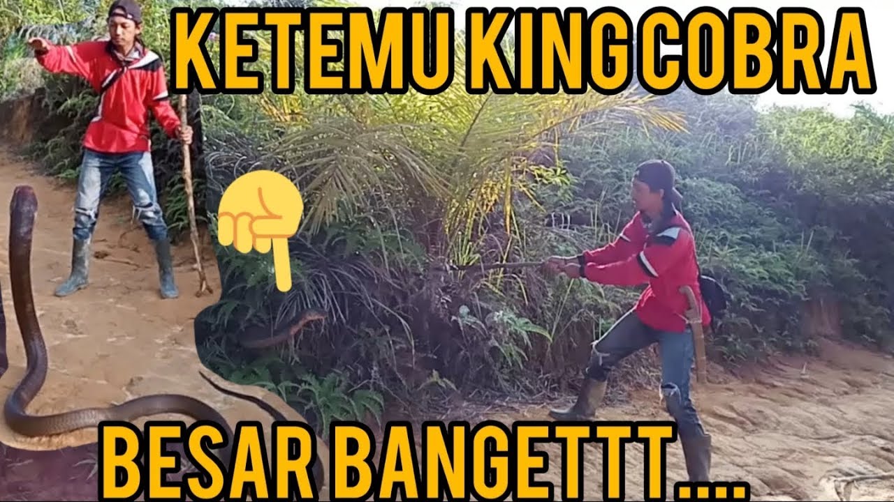DETIK-DETIK PENANGKAPAN ULAR KING COBRA BESAR