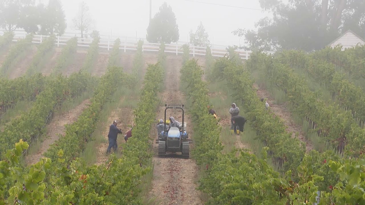 Natural wine uncorks back to basics movement in the U.S.