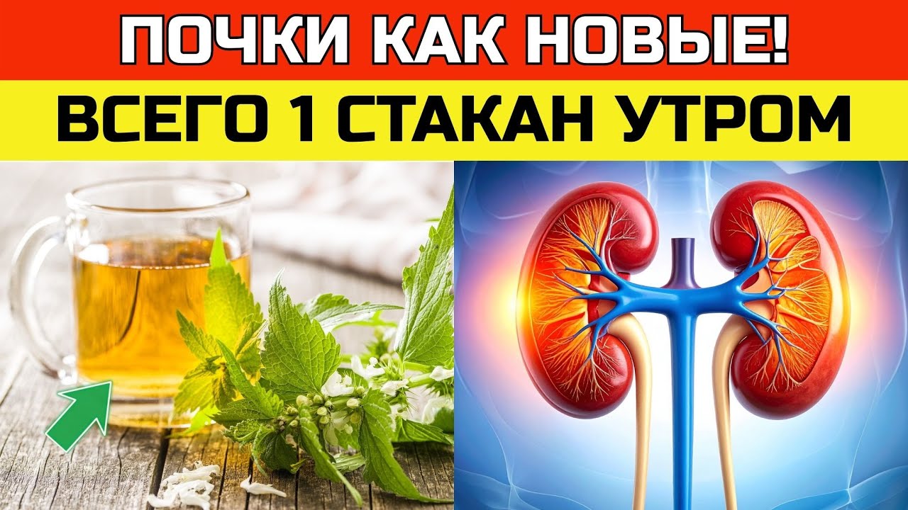 Нефролог показал свой завтрак теперь понятно, почему у него почки как у 30-летнего|ЗДОРОВЬЕ ПОСЛЕ 50